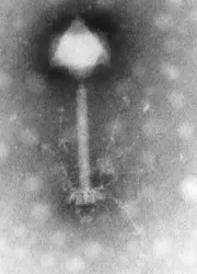 Un bactériophage, virus de bactéries - crédits : © H-.W Ackermann/ PLoS Biology