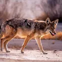 Coyote - crédits : © Pierre Longnus/ The Image Bank/ Getty Images
