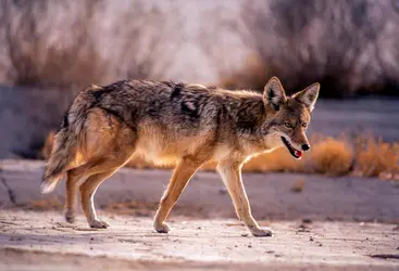 Coyote - crédits : © Pierre Longnus/ The Image Bank/ Getty Images
