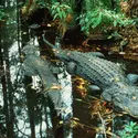 Alligators - crédits : David Muench/ The Image Bank/ Getty Images