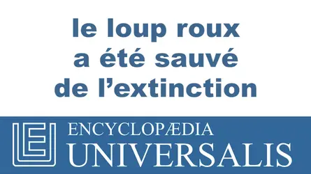 Loup roux - crédits : © 2013 Encyclopædia Universalis