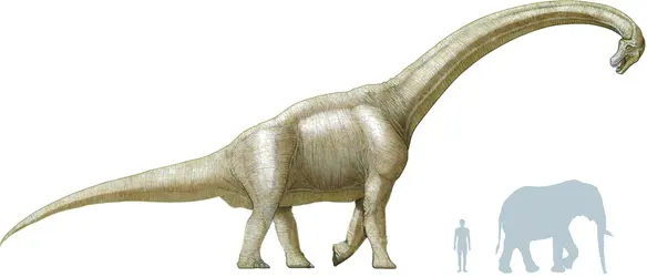 "Brachiosae" - crédits : © Encyclopædia Universalis France