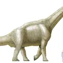 "Brachiosae" - crédits : © Encyclopædia Universalis France