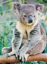 Koala - crédits : © Anthony Mercieca from The National Audubon Society Collection/Photo Researchers