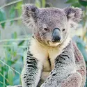 Koala - crédits : © Anthony Mercieca from The National Audubon Society Collection/Photo Researchers