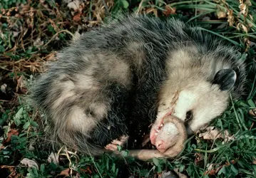 Opossum - crédits : © Joe McDonald/ The Image Bank/ Getty Images