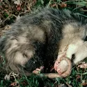 Opossum - crédits : © Joe McDonald/ The Image Bank/ Getty Images