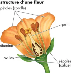 Fleur - crédits : © Encyclopædia Britannica, Inc.