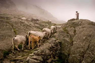 Transhumance dans les Pyrénées - crédits : © Martin Castellan/ Alamy/ Hemis