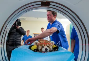 Vétérinaire au travail dans un zoo - crédits : © Jens Büttner/ picture alliance/ Getty Images