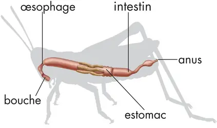 Appareil digestif d'un insecte - crédits : © Encyclopædia Britannica, Inc.