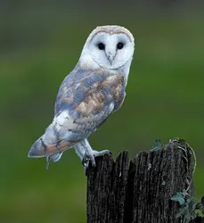 Effraie des clochers - crédits : © David Tipling/Nature Picture Library