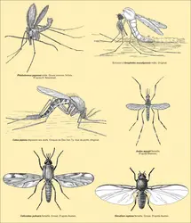 Principaux insectes vecteurs de maladies - crédits : Encyclopædia Universalis France