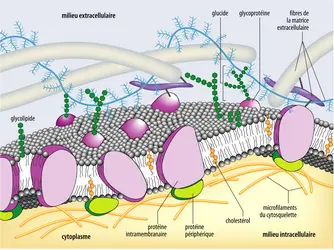 Modèle de la membrane des cellules - crédits : Encyclopædia Universalis France