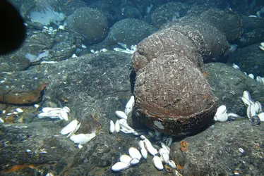 Lave basaltique de dorsale océanique - crédits : © NOAA Photo Library