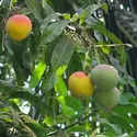 Mangue - crédits : © Joegoauk Goa/ Flickr ; CC BY-SA 2.0