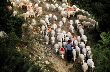 Transhumance en Lozère - crédits : © Franck Guiziou/ hemis.fr