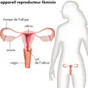 Organes reproducteurs humains - crédits : © Encyclopædia Britannica, Inc.