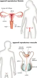 Organes reproducteurs humains - crédits : © Encyclopædia Britannica, Inc.