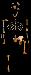Australopithèque Lucy - crédits : Donmatas/ D.R.
