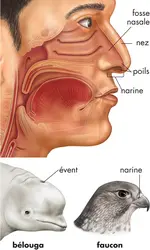 Exemples d'entrée de l'air - crédits : © Encyclopædia Britannica, Inc.