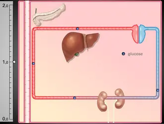 Contrôle de la glycémie - crédits : © Encyclopædia Universalis France