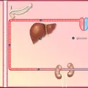 Contrôle de la glycémie - crédits : © Encyclopædia Universalis France