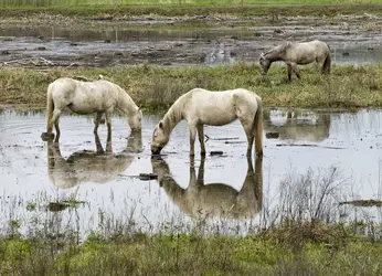 Chevaux de Camargue - crédits : © Rubiphoto/ Shutterstock