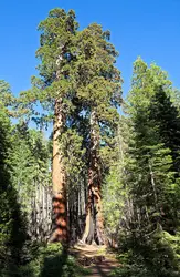 Séquoias géants - crédits : © A. Foltin/ Shutterstock