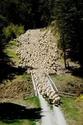 Moutons en Nouvelle-Zélande - crédits : Paul Chesley/ Getty Images
