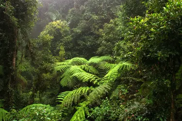 Photosynthèse - crédits : © Ralph Loesche/ Shutterstock