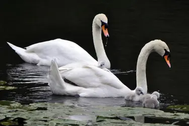 Cygne - crédits : © Becky Matsubara/ Flickr ; CC BY 2.0