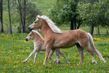 Race chevaline haflinger - crédits : © Lenkadan/ Shutterstock