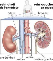 Anatomie des reins - crédits : © Encyclopædia Britannica, Inc.