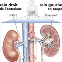 Anatomie des reins - crédits : © Encyclopædia Britannica, Inc.