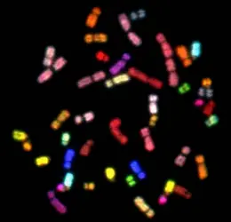 Chromosomes humains - crédits : © NHGRI