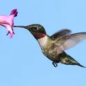 Colibri - crédits : © S. Byland/ Shutterstock