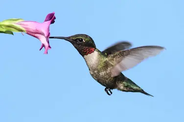 Colibri - crédits : © S. Byland/ Shutterstock