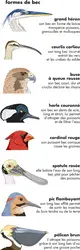 Oiseaux - crédits : © Encyclopædia Britannica, Inc.