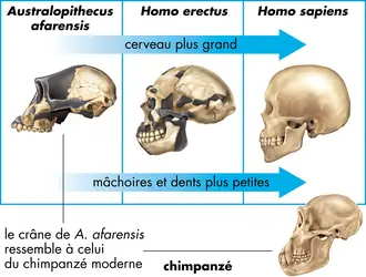 Hominidés - crédits : © Encyclopædia Britannica, Inc.