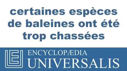 Baleines - crédits : © 2013 Encyclopædia Universalis