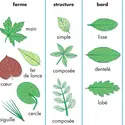 Feuilles et leurs caractéristiques - crédits : © Encyclopædia Britannica, Inc.