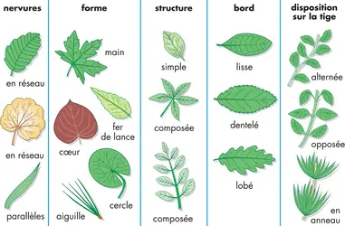 Feuilles et leurs caractéristiques - crédits : © Encyclopædia Britannica, Inc.