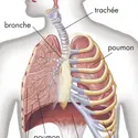 Appareil respiratoire - crédits : © Encyclopædia Britannica, Inc.