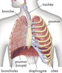 Appareil respiratoire - crédits : © Encyclopædia Britannica, Inc.