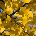 Ginkgo - crédits : © FlowerPhotos/ Universal Images Group/ Getty Images