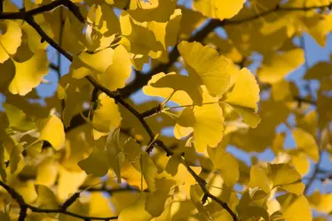 Ginkgo - crédits : © FlowerPhotos/ Universal Images Group/ Getty Images