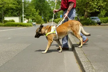 Chien - crédits : © JOKER/ Petra Steuer/ ullstein bild/ Getty Images