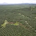 Plantations de palmiers à huile en Papouasie-Nouvelle-Guinée - crédits : Greenpeace PNG/ RAN/ D.R.