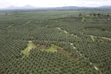 Plantations de palmiers à huile en Papouasie-Nouvelle-Guinée - crédits : Greenpeace PNG/ RAN/ D.R.